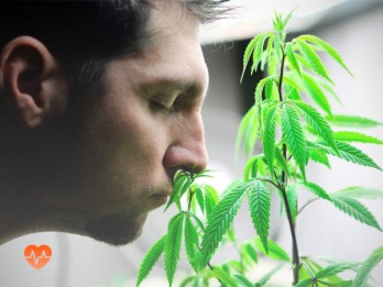 Детоксикация от марихуаны в Болхове